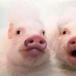 Alejandra Reyes Avatar